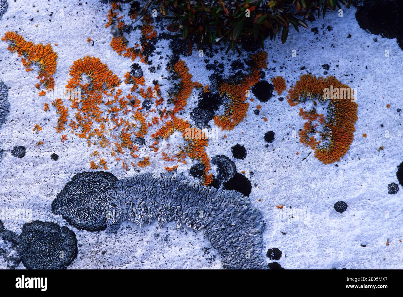 CANADA, NUNAVUT, HUDSON BAY, MARBLE ISLAND, JEWEL LICHEN ORANGE Stock Photo