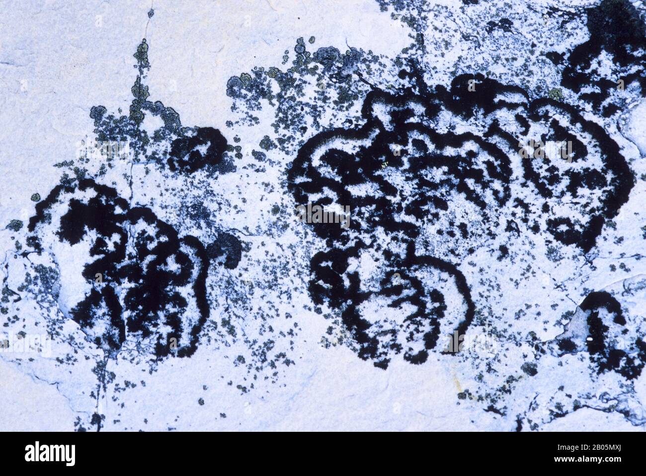 CANADA, NUNAVUT, HUDSON BAY, MARBLE ISLAND, LICHENS ON ROCK Stock Photo