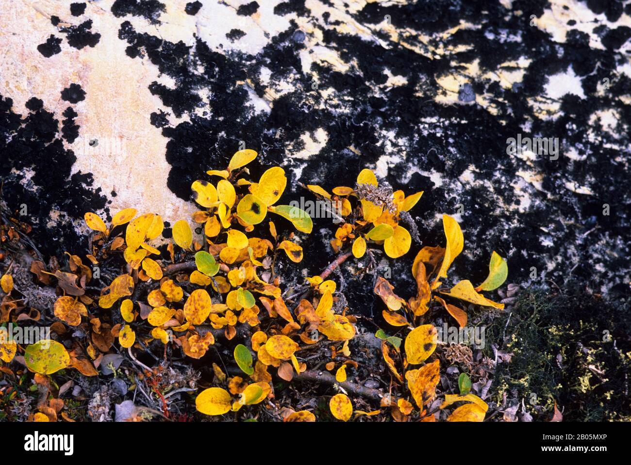 CANADA, NUNAVUT, HUDSON BAY, MARBLE ISLAND, ARCTIC WILLOW IN FALL Stock