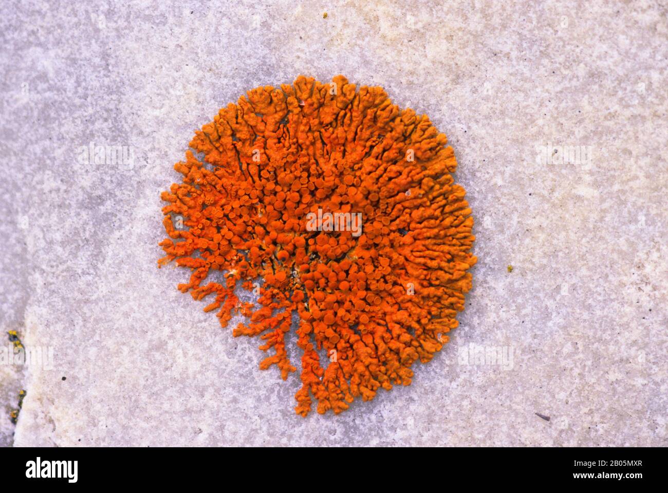 CANADA, NUNAVUT, HUDSON BAY, MARBLE ISLAND, JEWEL LICHENS Stock Photo