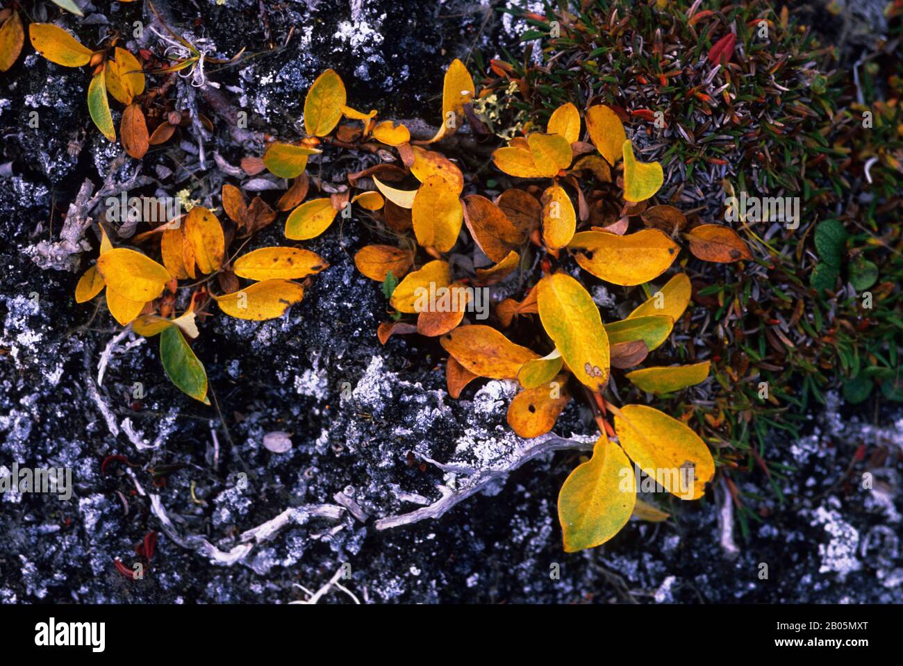CANADA, NUNAVUT, HUDSON BAY, MARBLE ISLAND, ARCTIC WILLOW IN FALL Stock