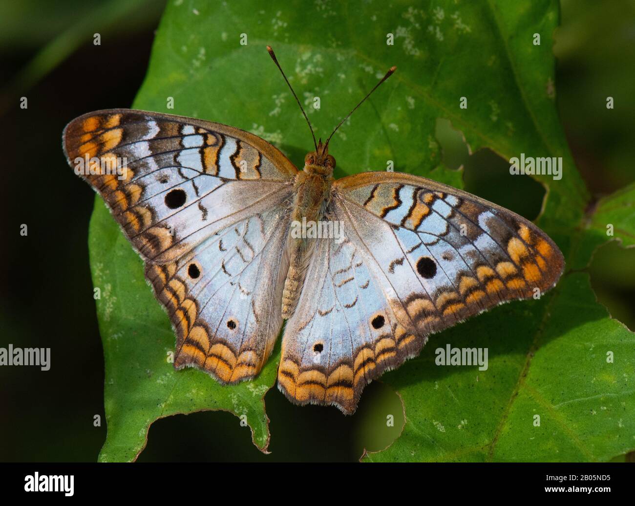 A beautiful white peacock butterfly (Anartia jatrophae) rests on a large green leaf Stock Photo
