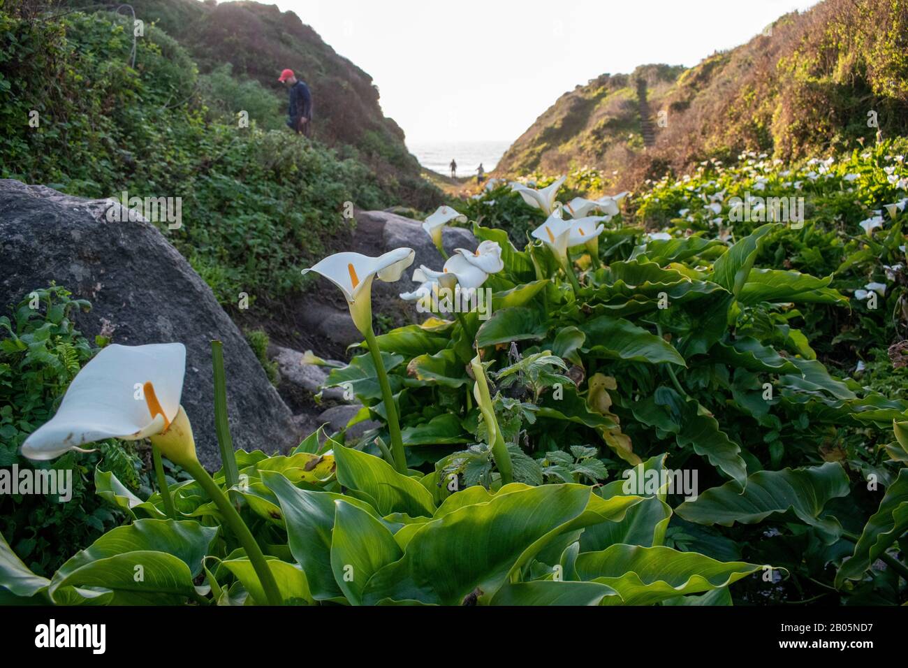 The calla lilies along Doud Creek at Garrapata State Park in California are known to