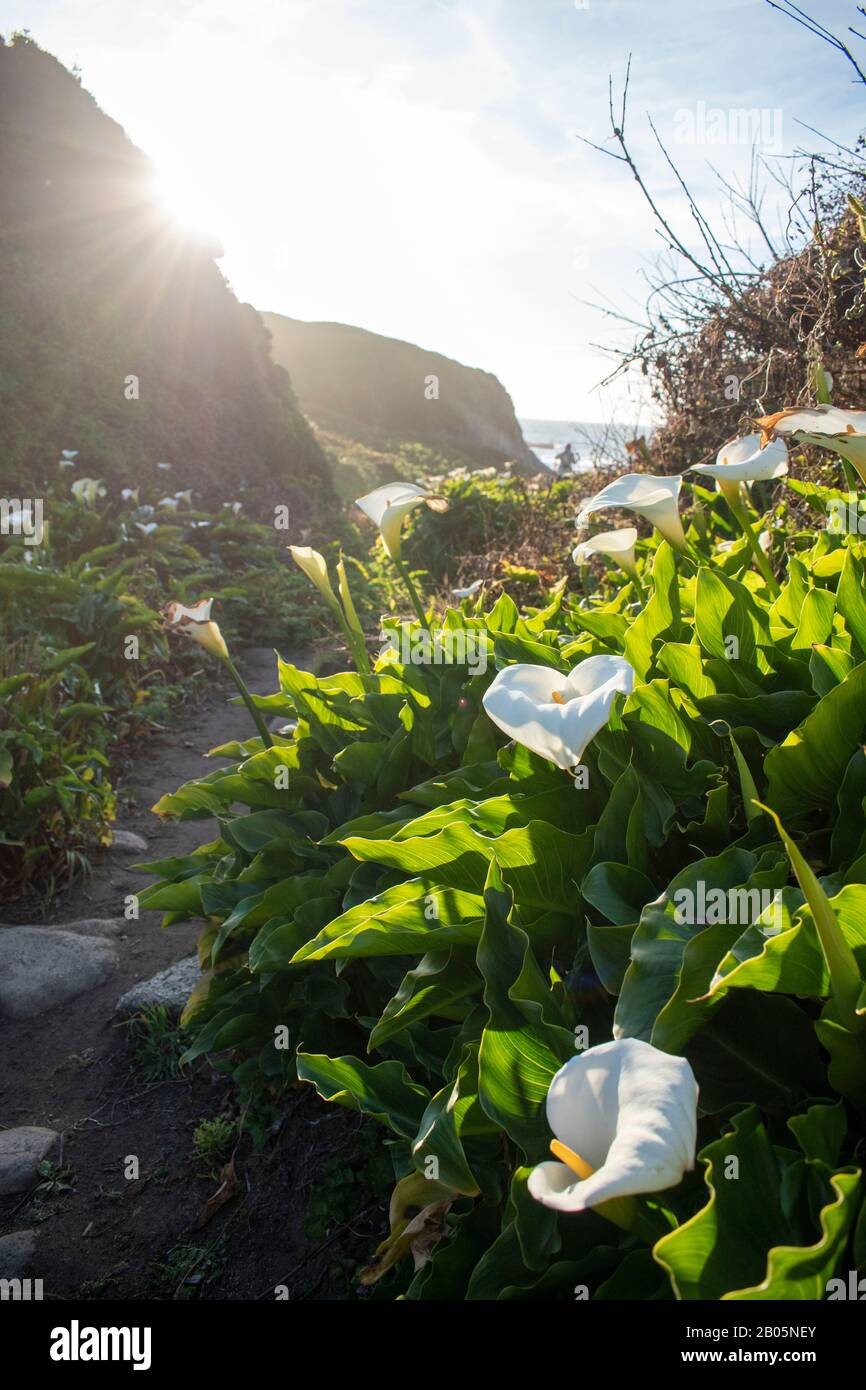 The calla lilies along Doud Creek at Garrapata State Park in California are known to
