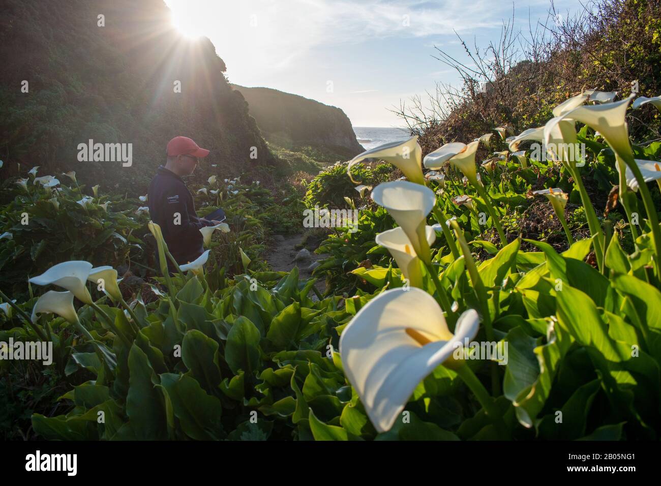 The calla lilies along Doud Creek at Garrapata State Park in California are known to