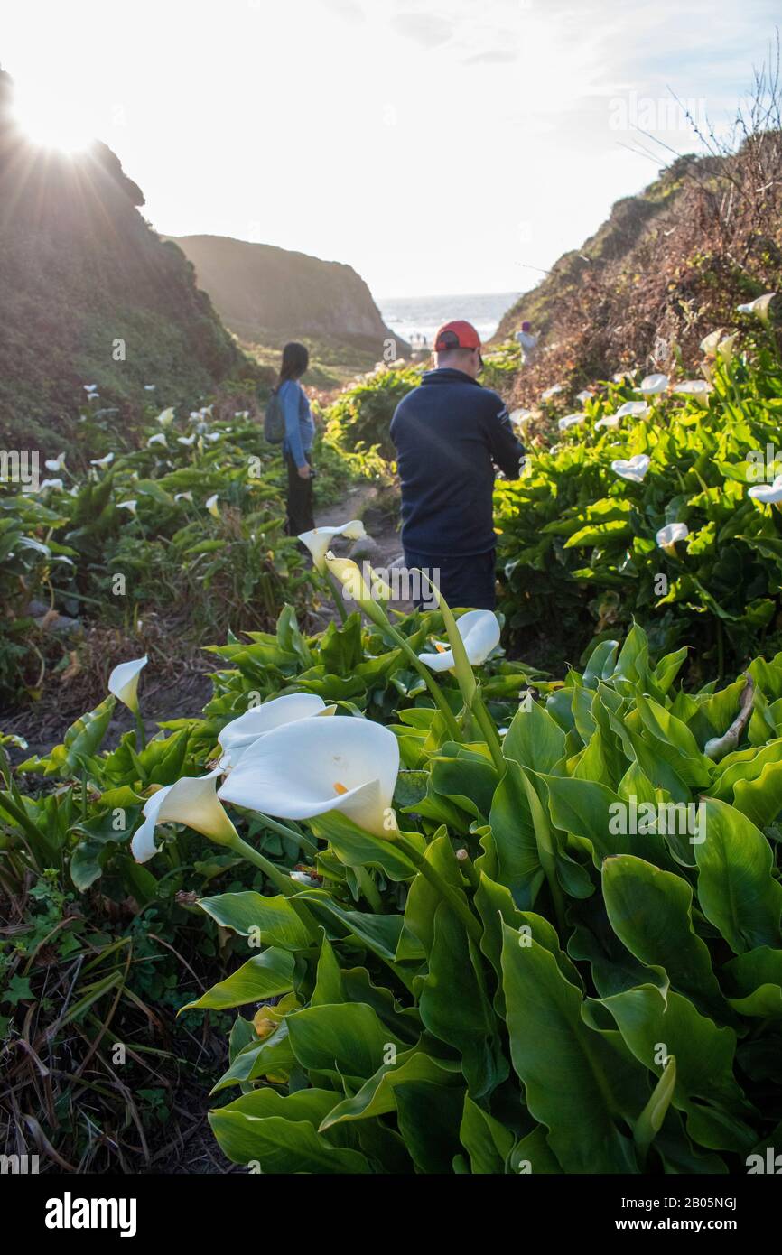 The calla lilies along Doud Creek at Garrapata State Park in California are known to