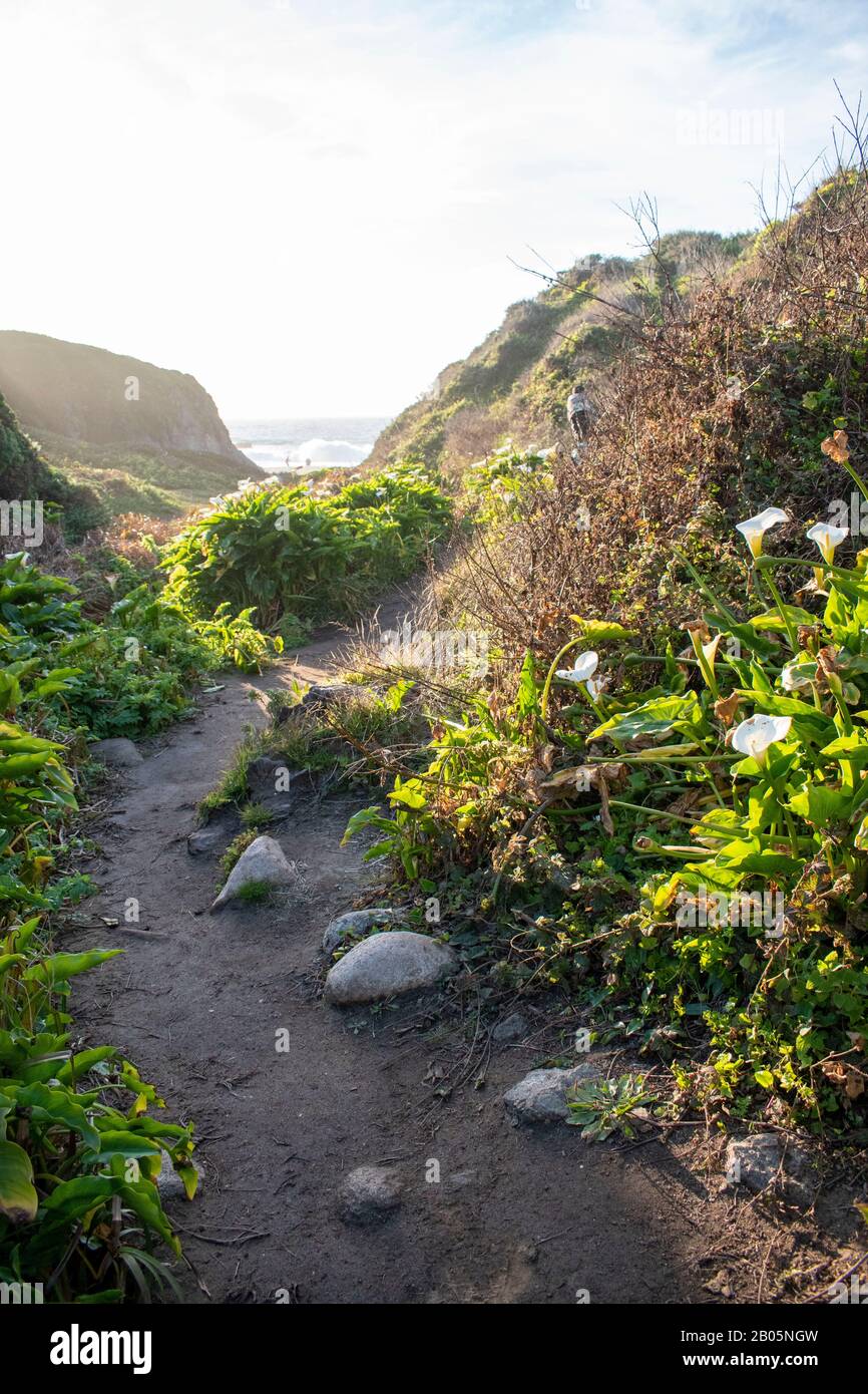 The calla lilies along Doud Creek at Garrapata State Park in California are known to
