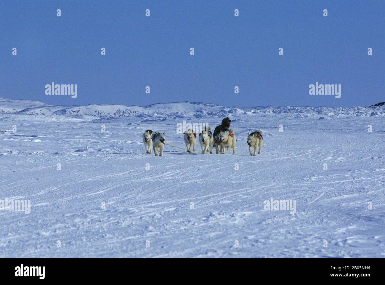 CANADA, NUNAVUT, BAFFIN ISLAND, IQALUIT, DOG TEAM RACES, TEAM