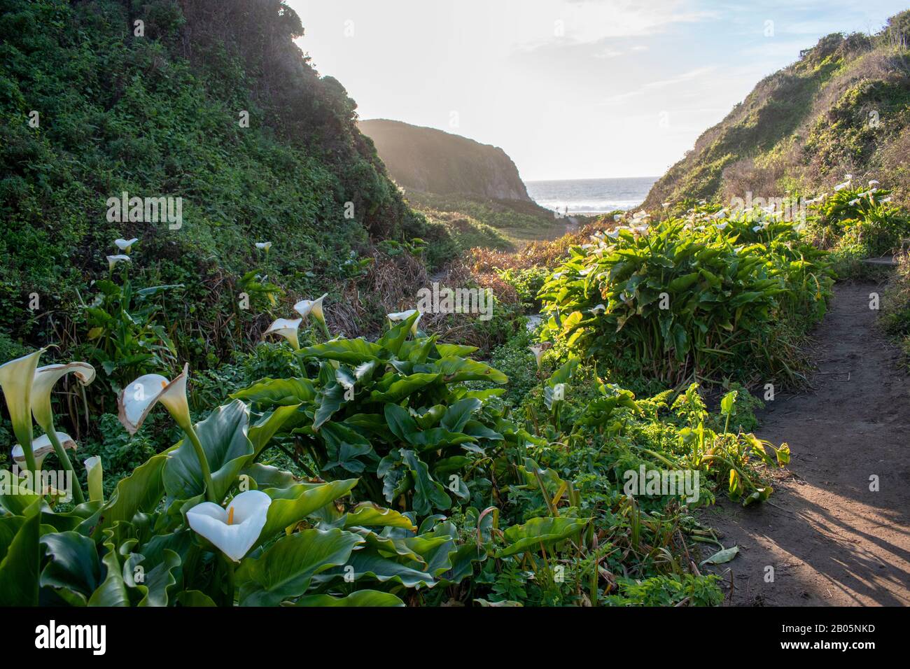 The calla lilies along Doud Creek at Garrapata State Park in California are known to