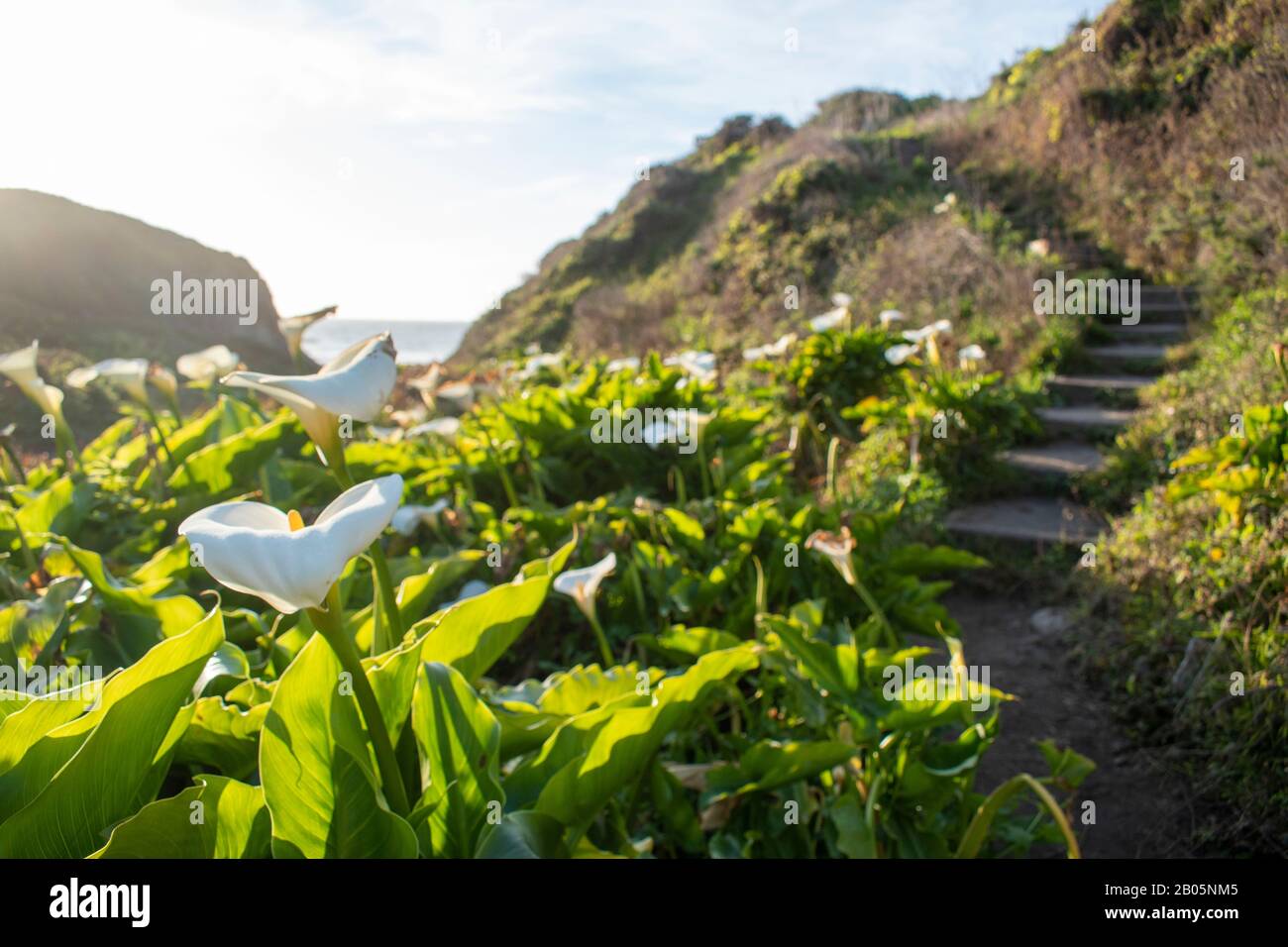 The calla lilies along Doud Creek at Garrapata State Park in California are known to