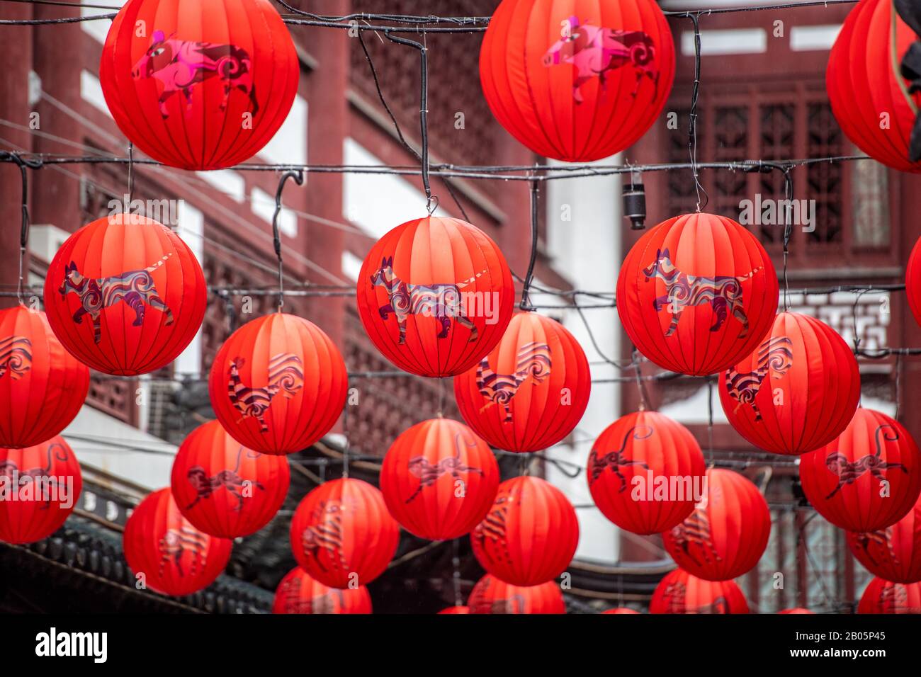 Red lanterns hanging in celebration of Lunar New Year , Shanghai, China Stock Photo