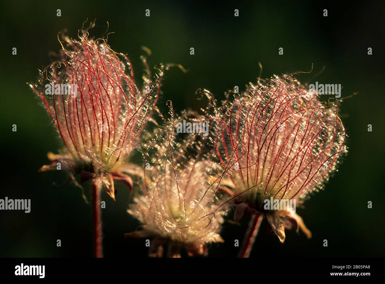 CANADA,ALBERTA,ROCKY MOUNTAINS, JASPER NATIONAL PARK, APACHE PLUME Stock Photo