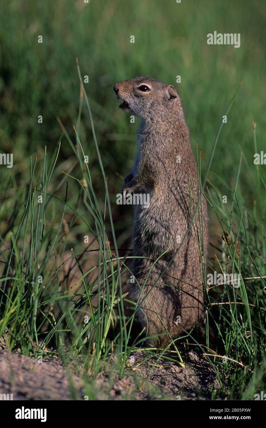 USA, WYOMING, GRAND TETON NATIONAL PARK, UINTA GROUND SQUIRREL GIVING WARNING CALL Stock Photo