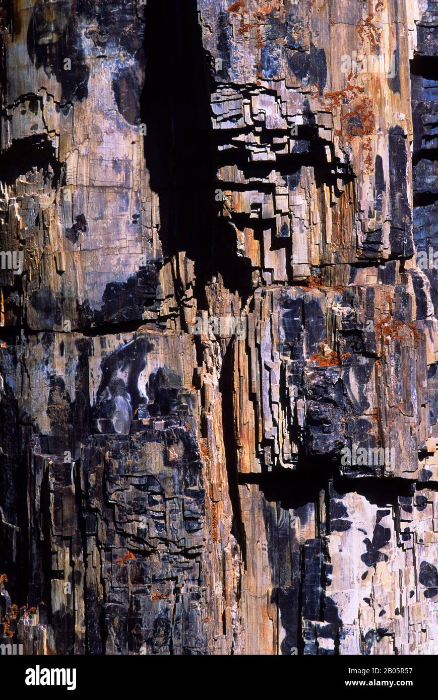 USA, WYOMING, YELLOWSTONE NATIONAL PARK, PETRIFIED TREE, CLOSE-UP Stock