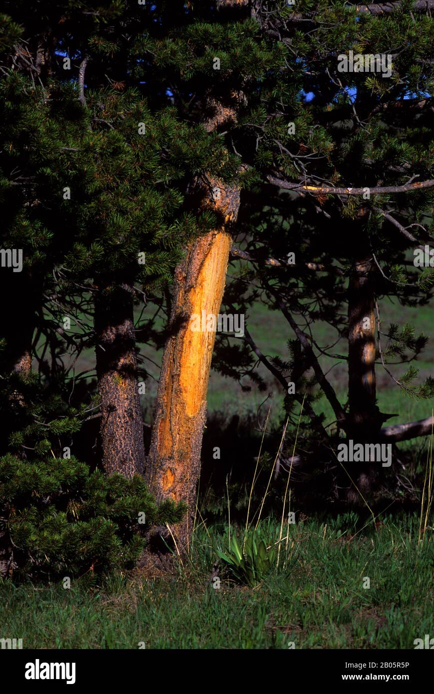 Tree damaged by bison hi-res stock photography and images - Alamy