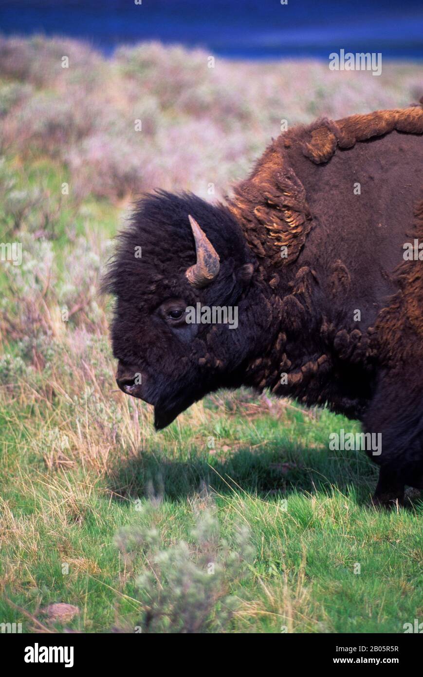 USA, WYOMING, YELLOWSTONE NATIONAL PARK, BISON, CLOSE-UP Stock Photo