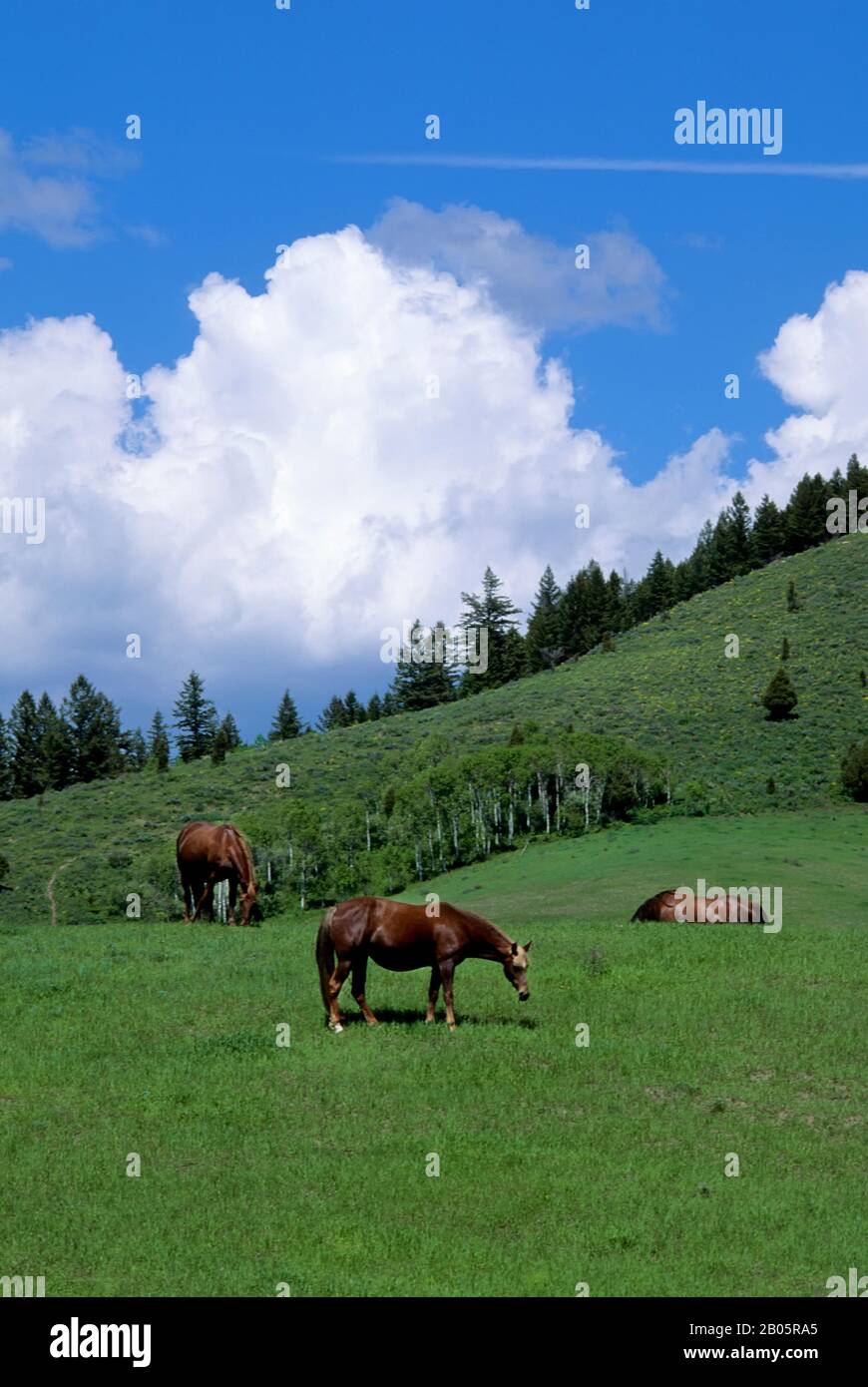 Tennessee walker hires stock photography and images Alamy