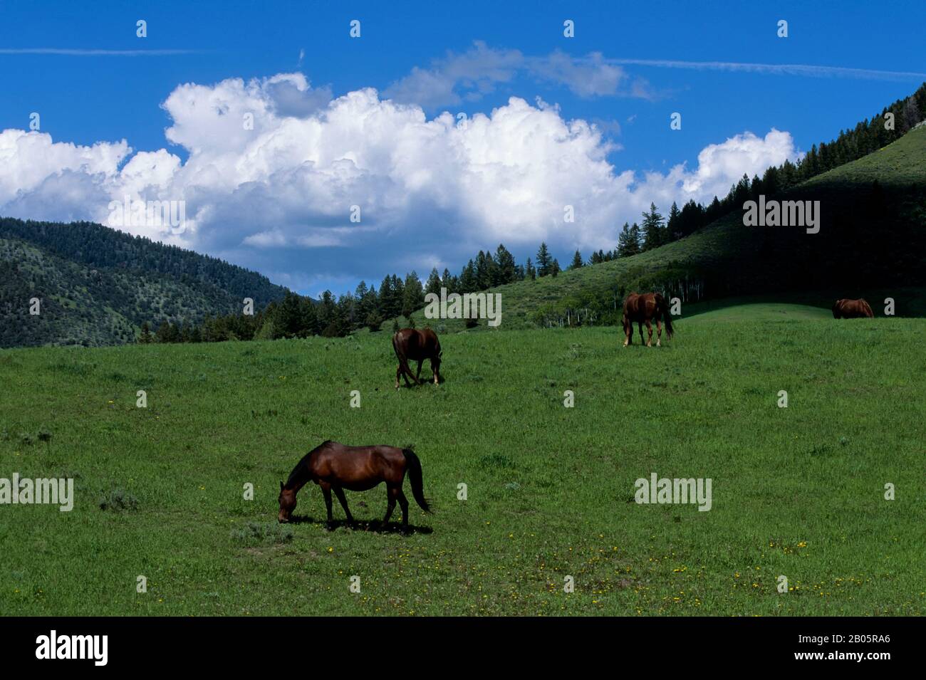 Tennessee walker hires stock photography and images Alamy