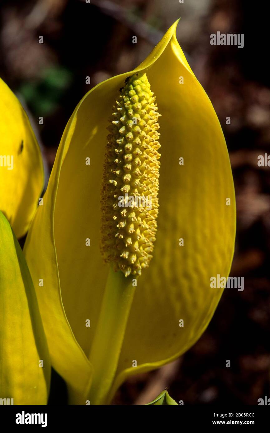 Cabbage pass hires stock photography and images Alamy