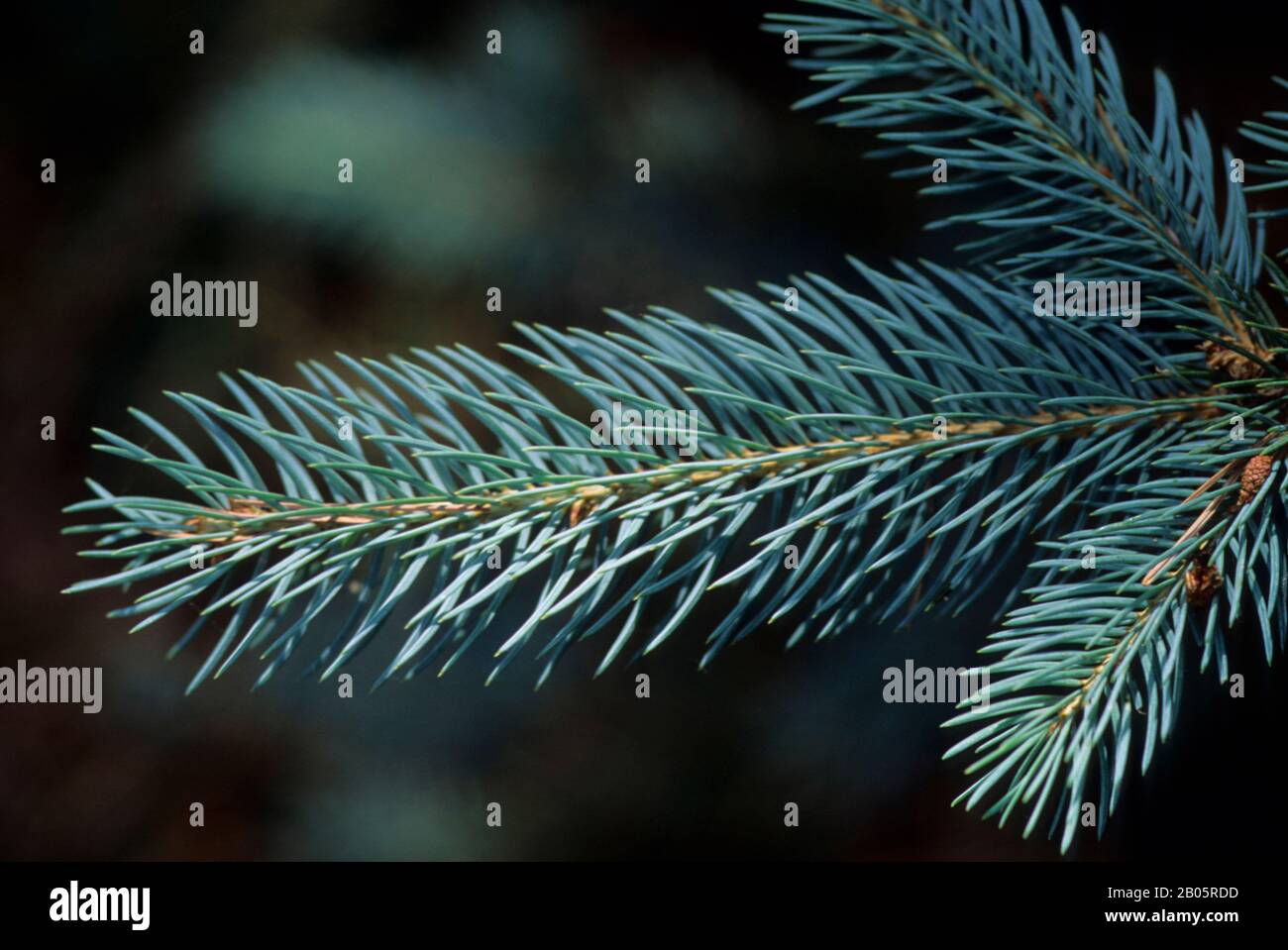 USA, WASHINGTON, BLUE SPRUCE (Picea pungens) CLOSE-UP OF BRANCH Stock Photo