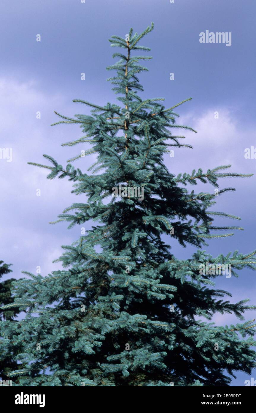 USA, WASHINGTON, BLUE SPRUCE (Picea pungens) Stock Photo