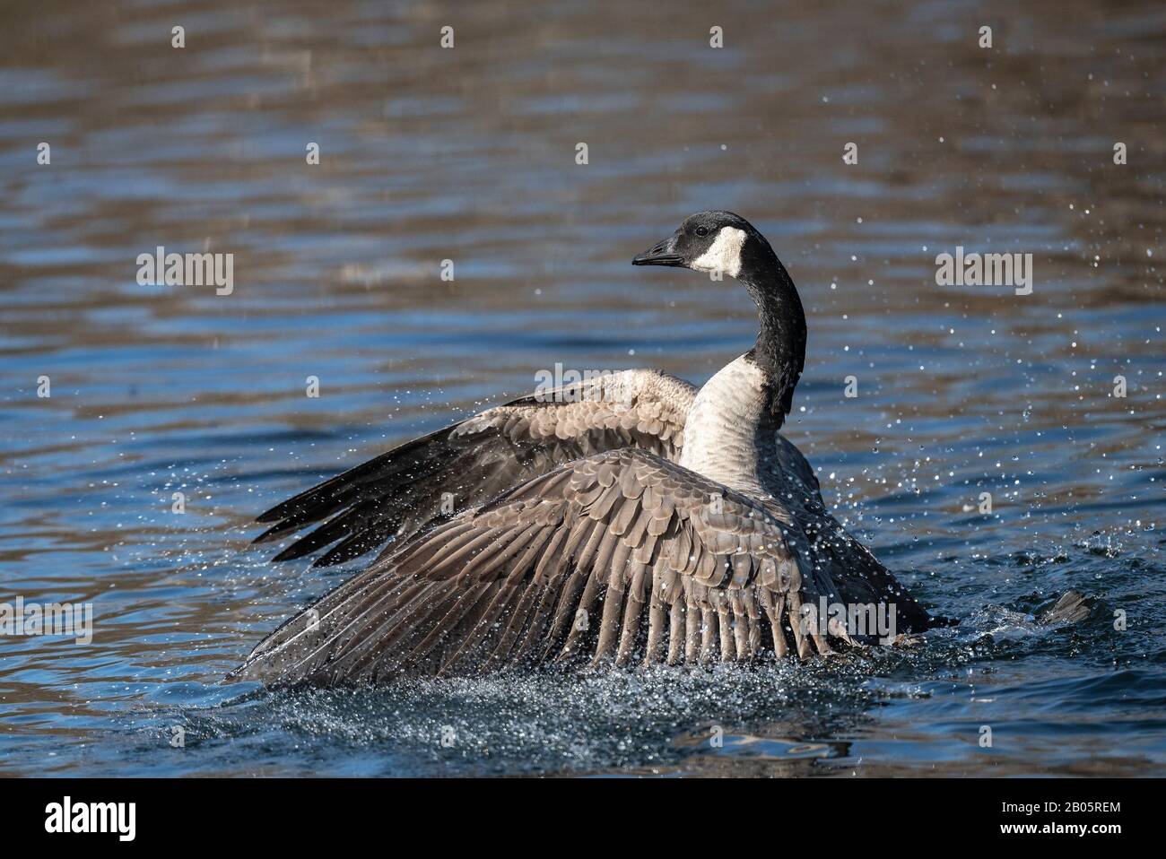 Canada Goose beating its wings on the water Stock Photo