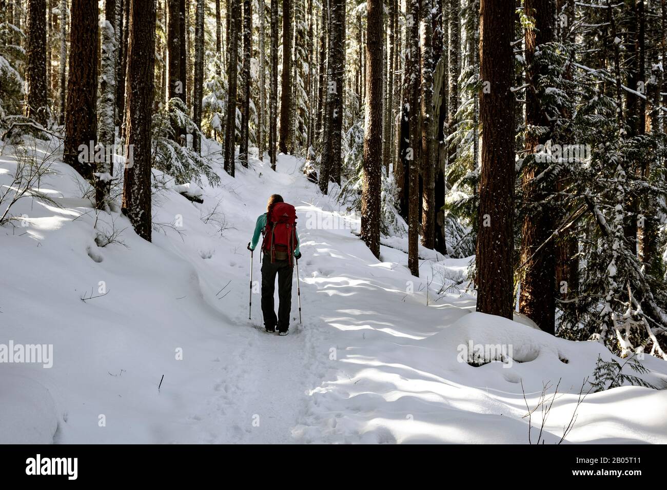 WA17170-00...WASHINGTON -  Hiker on the Tiger Mountain Trail in the Issaquah Alps. (MR# S1) Stock Photo