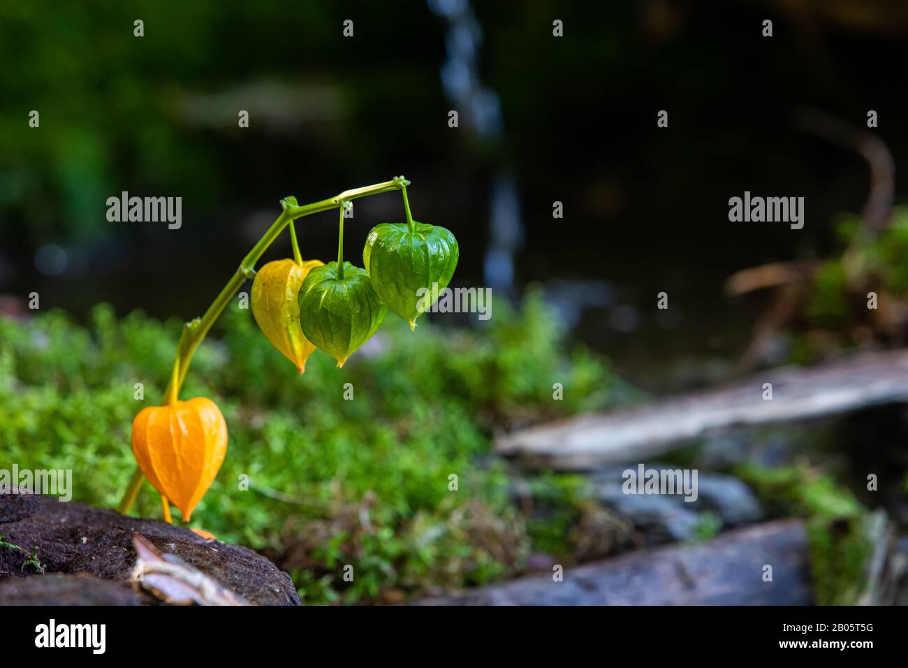 A close up selective focus shot of colorful yellow and green Chinese Lantern Plant, Physalis alkekengi, delicate flora growing in nature with copy space Stock Photo