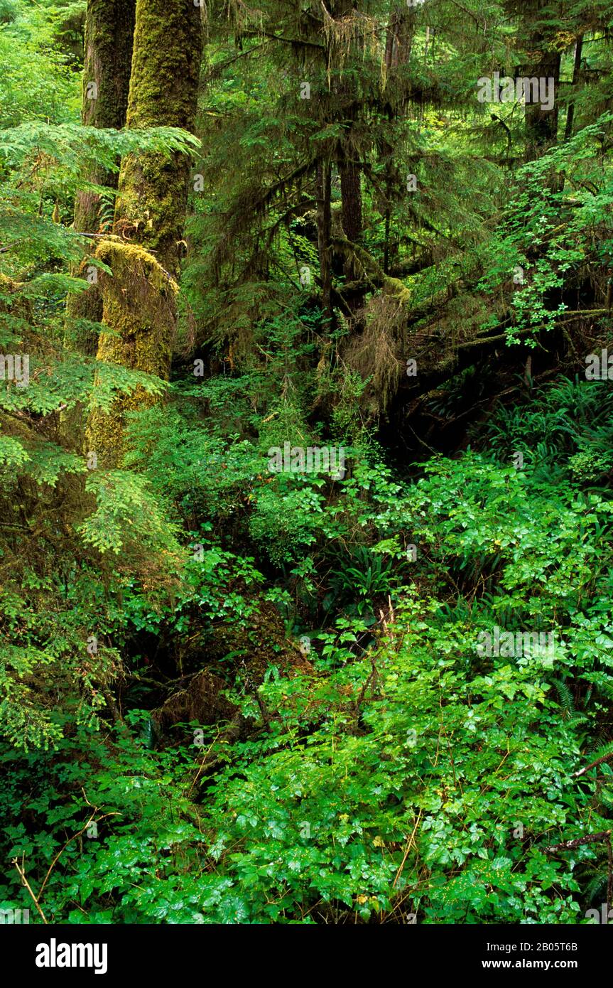 CANADA, BC, VANCOUVER ISLAND PACIFIC RIM NATIONAL PARK,TEMPERATE RAIN ...