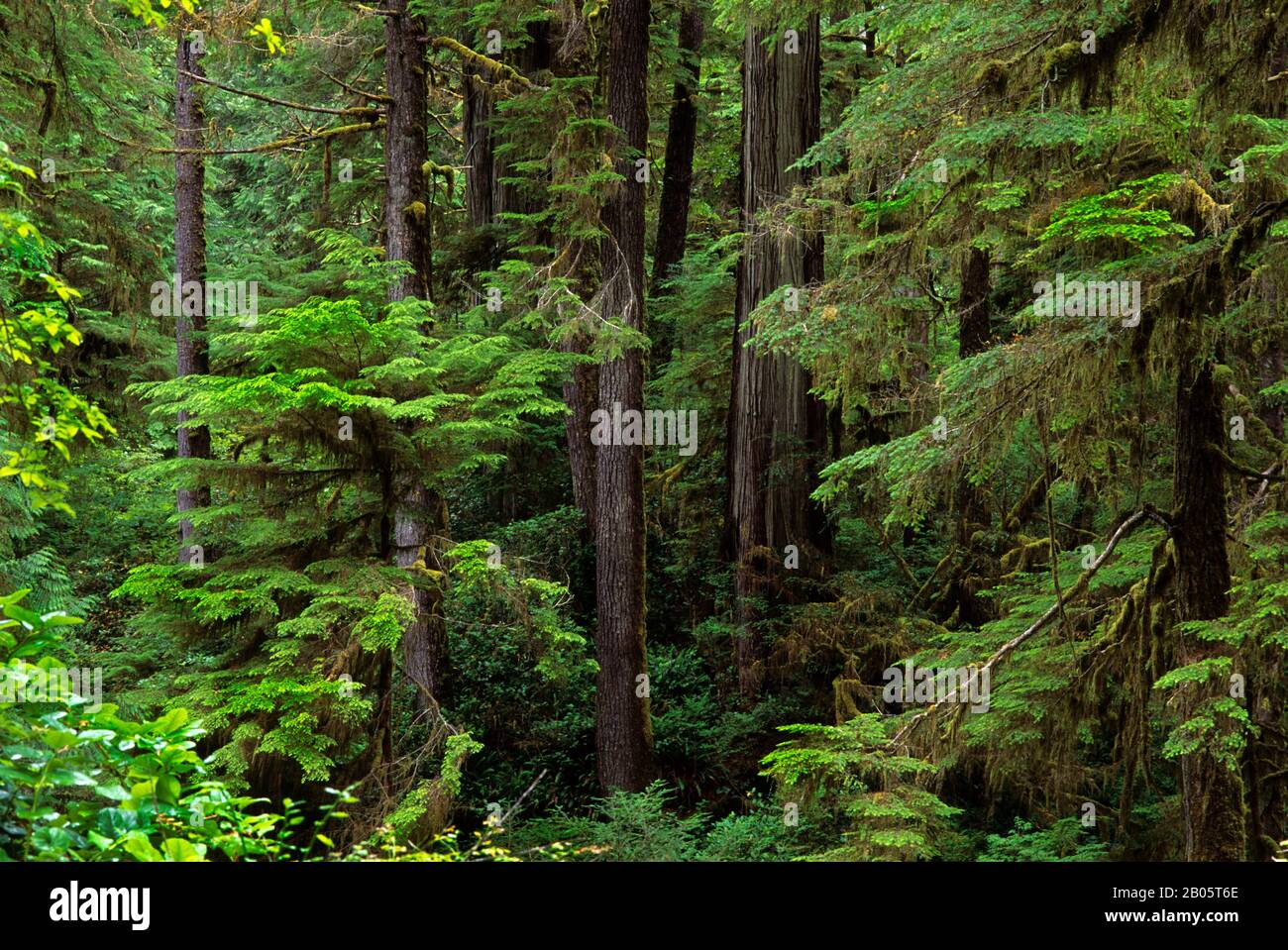 CANADA, BC, VANCOUVER ISLAND PACIFIC RIM NATIONAL PARK,TEMPERATE RAIN ...
