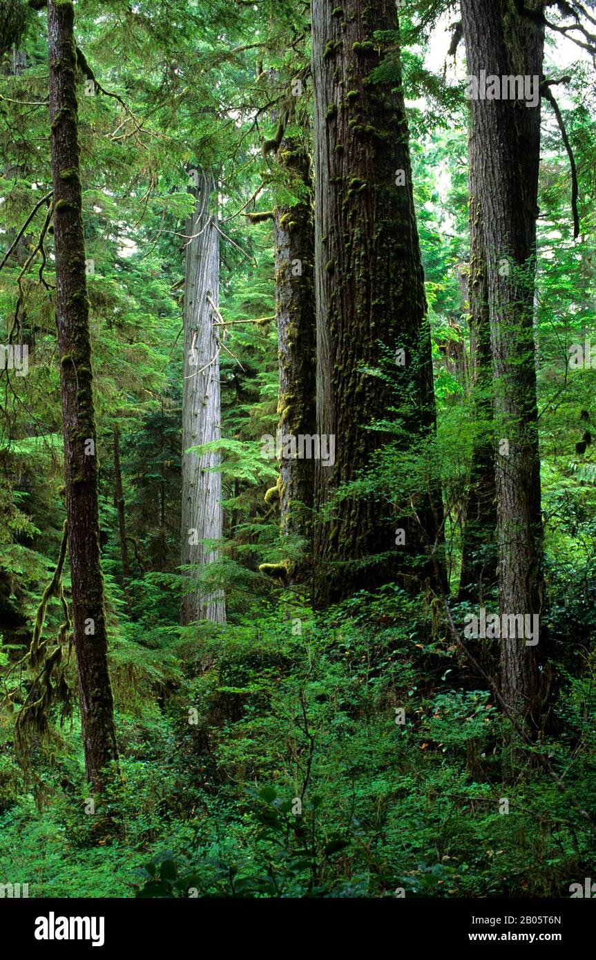 CANADA, BC, VANCOUVER ISLAND PACIFIC RIM NATIONAL PARK,TEMPERATE RAIN ...