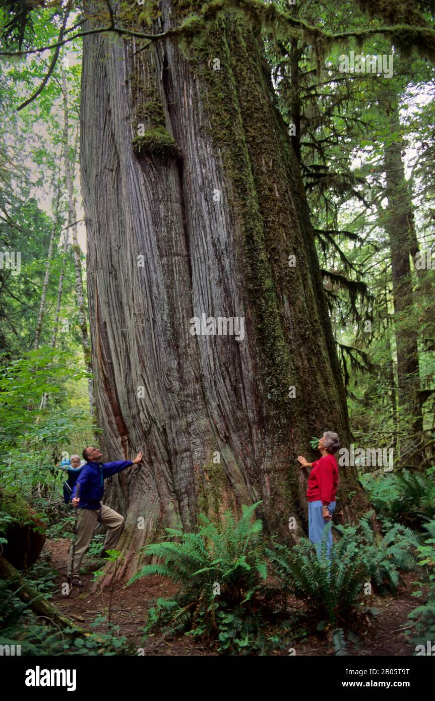 USA, WASHINGTON, SNOHOMISH COUNTY, CASCADE MOUNTAINS, NEAR DARRINGTON, PERSONS STANDING IN OLD GROWTH FOREST NEXT TO HUGE TREE Stock Photo