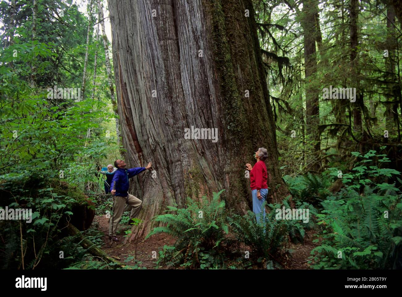 USA, WASHINGTON, SNOHOMISH COUNTY, CASCADE MOUNTAINS, NEAR DARRINGTON, PERSONS STANDING IN OLD GROWTH FOREST NEXT TO HUGE TREE Stock Photo