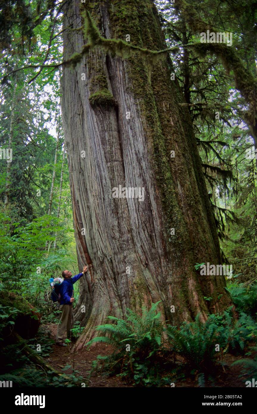 USA, WASHINGTON, SNOHOMISH COUNTY, CASCADE MOUNTAINS, NEAR DARRINGTON, PERSON STANDING IN OLD GROWTH FOREST NEXT TO HUGE TREE Stock Photo