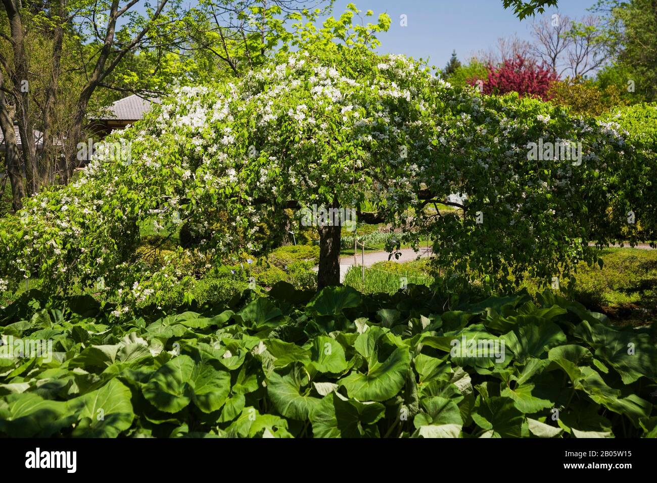 White flowering Malus 'Red Jade' - Crabapple tree underplanted with Petasites - Butterbur plants in the Japanese garden in spring. Stock Photo