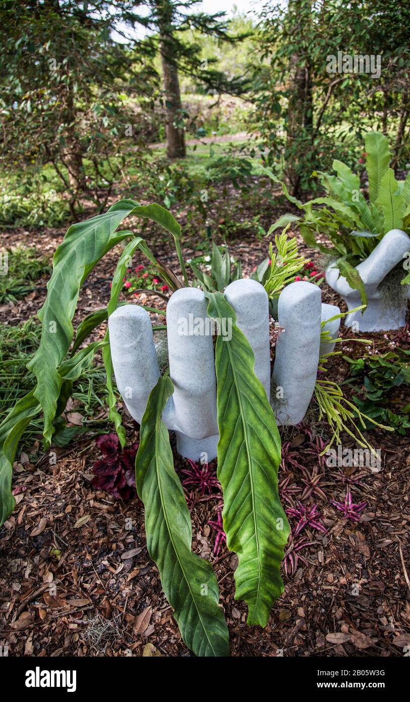 Hand with fingers planter at the Marie Selby Botanical garden Sarasota, Florida, USA, spring containers vertical garden pots pt garden seat chair Stock Photo