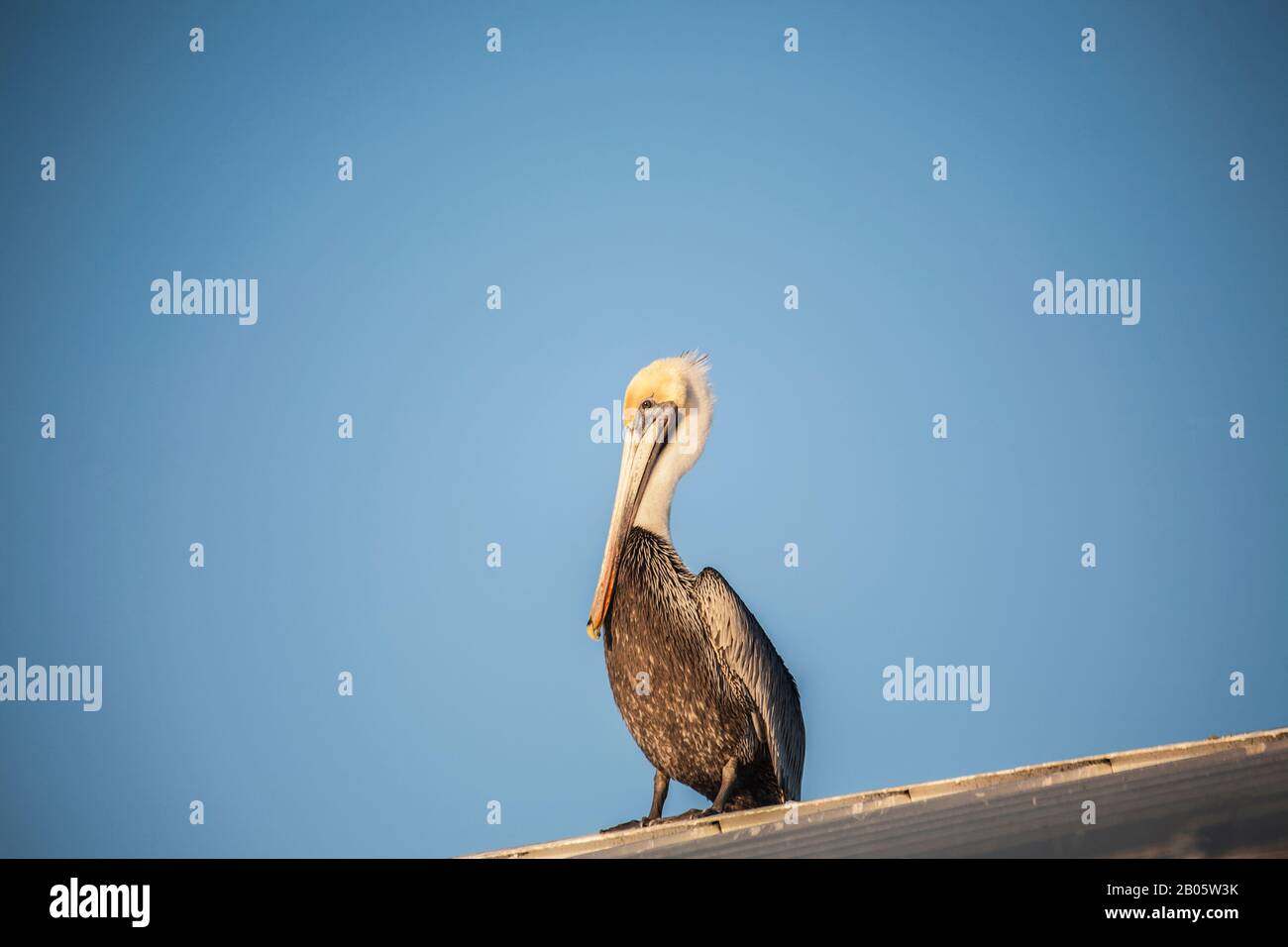 Brown Pelican, Sanibel Island, Florida, USA, funny animals Stock Photo