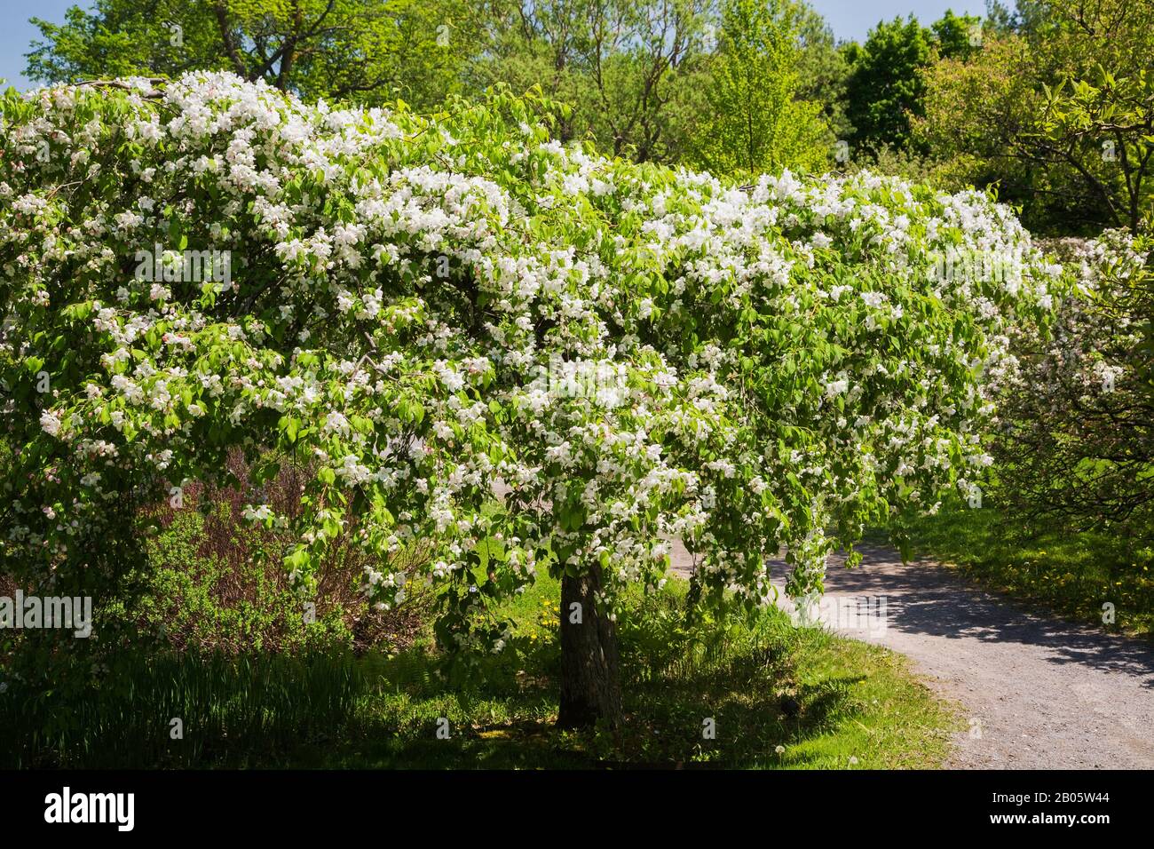 White flowering Malus 'Red Jade' - Crabapple tree next to gravel path in the Japanese garden in spring, Montreal Botanical Garden, Quebec, Canada Stock Photo