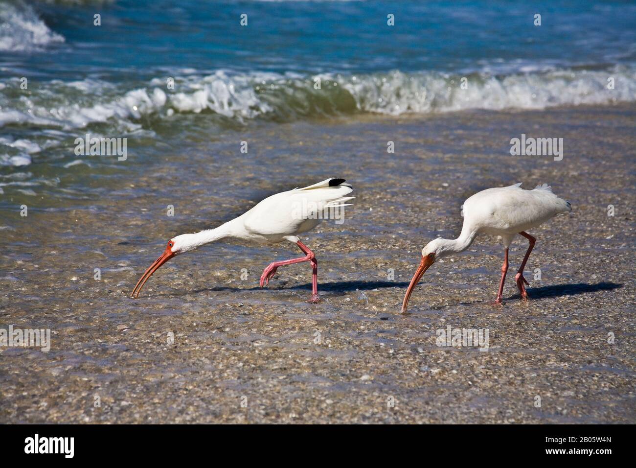 Two Great White Herons, Sanibel Island, Florida, USA, humour seaside, funny animals Stock Photo