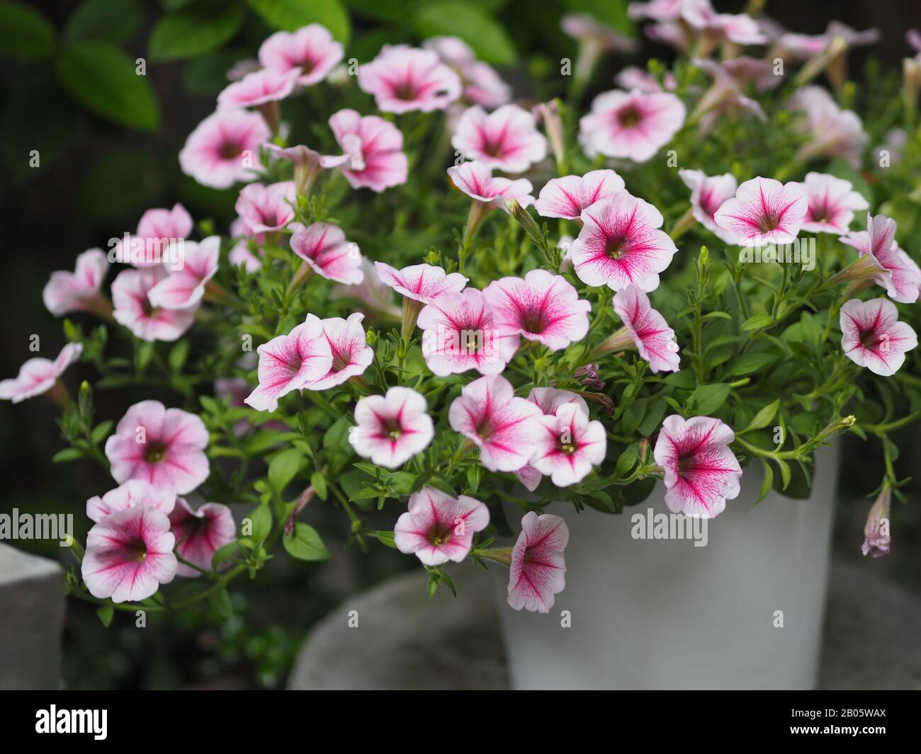 Petunia Easy wave viloet pink color  flower beautiful on blurred of nature background Stock Photo