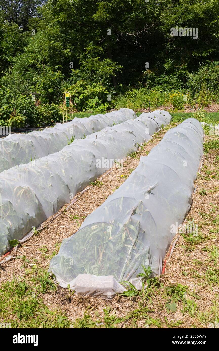 Floating row cover fabric to protect vegetable plants against insects in organic community