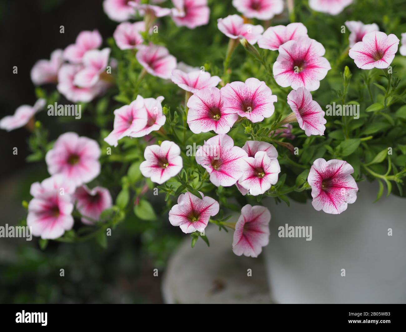 Petunia Easy wave viloet pink color  flower beautiful on blurred of nature background Stock Photo