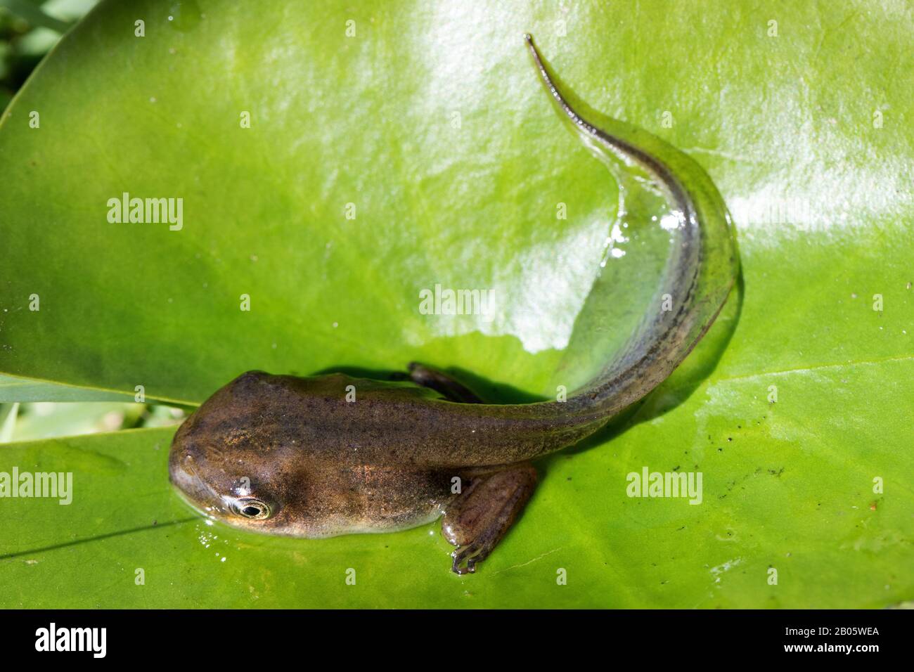 Peron's Tree Frog tadpole growing back legs Stock Photo Alamy