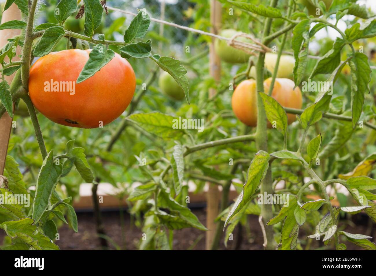 Close-up of Lycopersicon esculentum - Tomatoes being grown in wooden box container in residential backyard in summer. Stock Photo