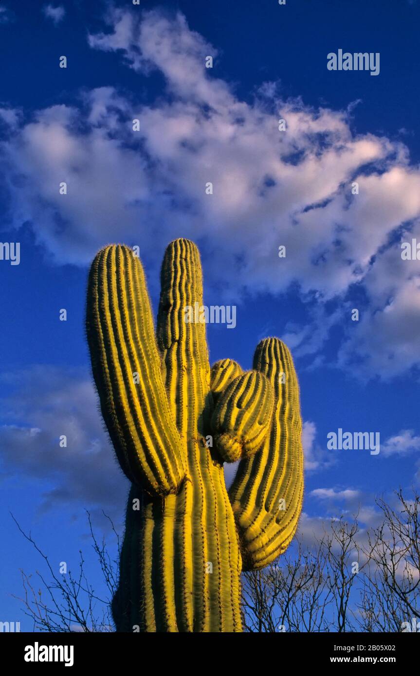 Saguaro cactus near phoenix hires stock photography and images Alamy