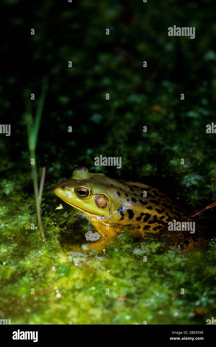 USA, OKEFENOKEE SWAMP PARK, SOUTHERN LEOPARD FROG Stock Photo Alamy
