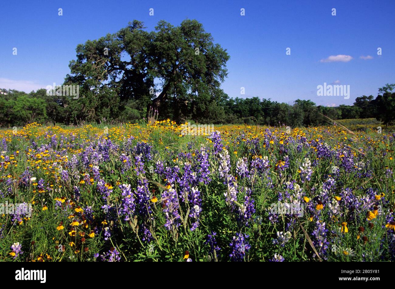 Species of hires stock photography and images Alamy