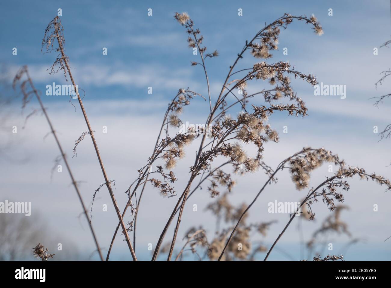 Stands in reed hi-res stock photography and images - Alamy