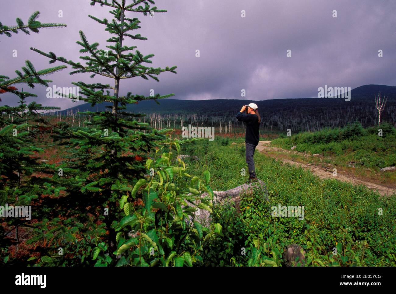 USA, MAINE, NEAR STRATTON, SUGARLOAF MOUNTAIN AREA, MOOSE GUIDE, MATT