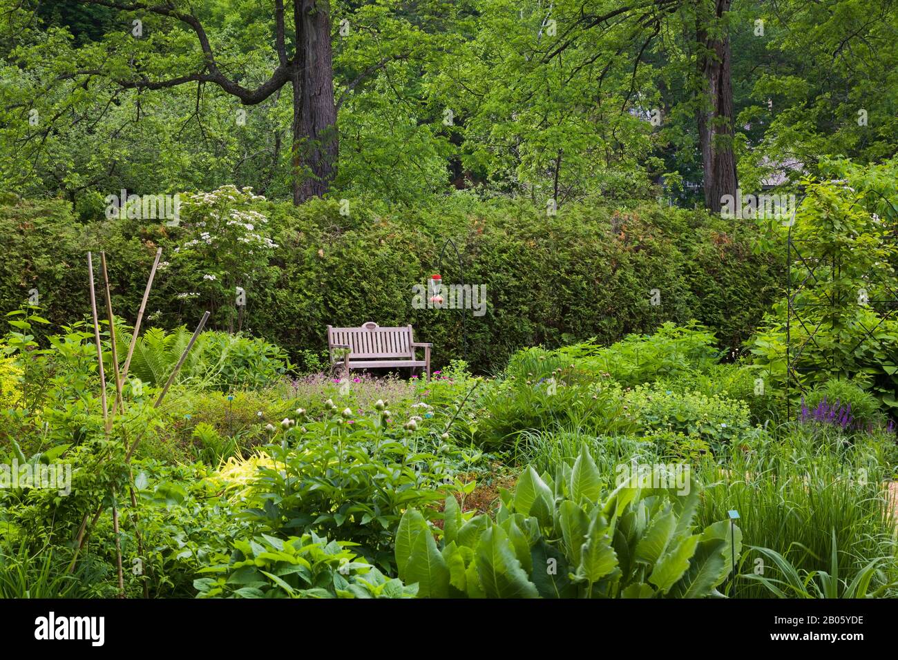 Mixed perennial plants and flowers including Paeonia - Peony, Pteridophyta - Fern in border, high back wooden sitting bench next to Thuja occidentalis. Stock Photo